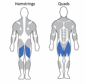 Hamstrings-Quads-1024x1012