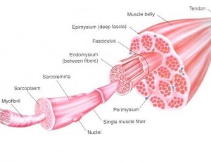 muscle_anatomy