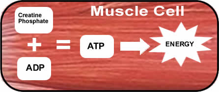 cp-adp-atm-contraction-muscle