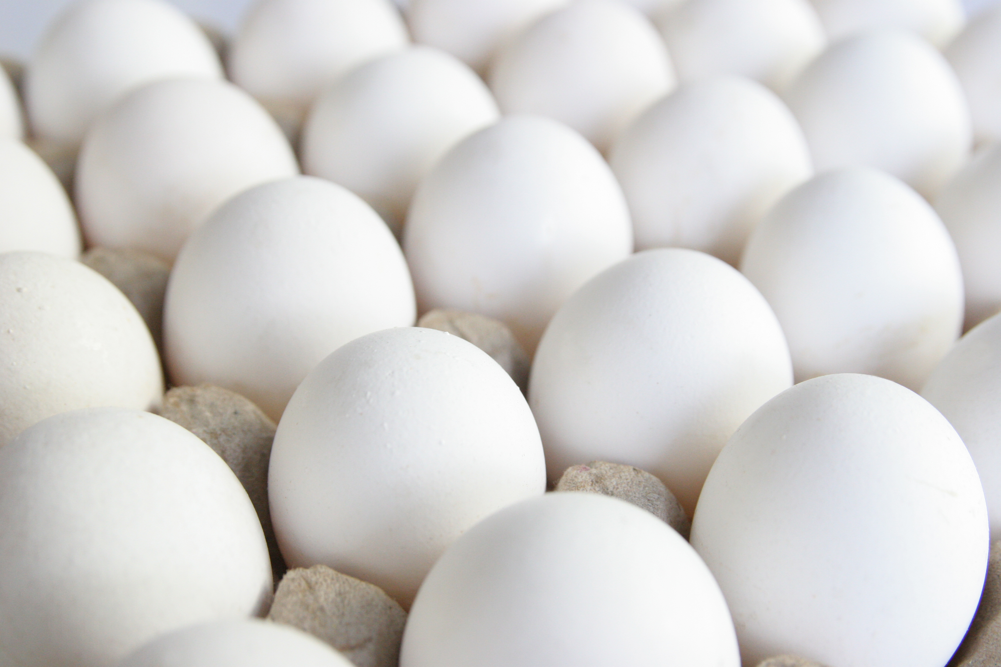 飲食控制-蛋白質-雞蛋