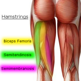 hamstrings (1)