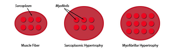 myofibrillar-vs-sarcoplasmic-hypertrophy