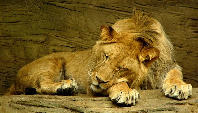 lion-sleeping-601947_640