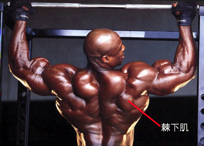 ronnie-coleman-back-muscles