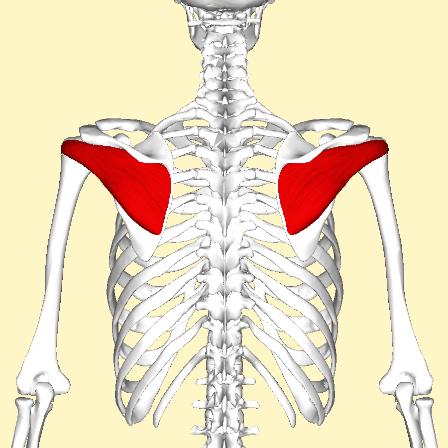 Infraspinatus_muscle_back2