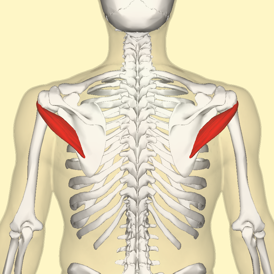 Teres_minor_muscle_back3