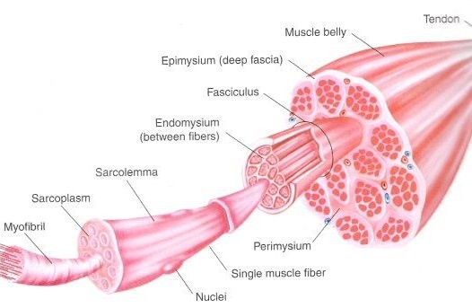 muscle_anatomy11