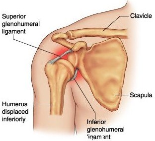 ball and socket shoulder joint