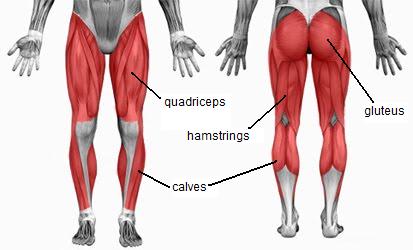 quads-glutes-hamstrings-calves