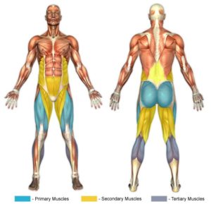 Muscles-Primary Muscles-Secondary Muscles-Tertiary Muscles