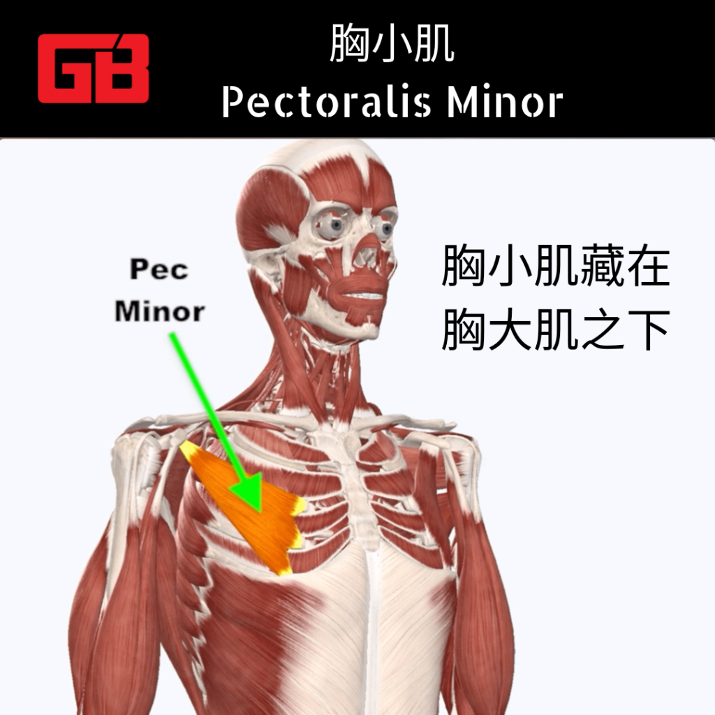 Pectoralis Minor