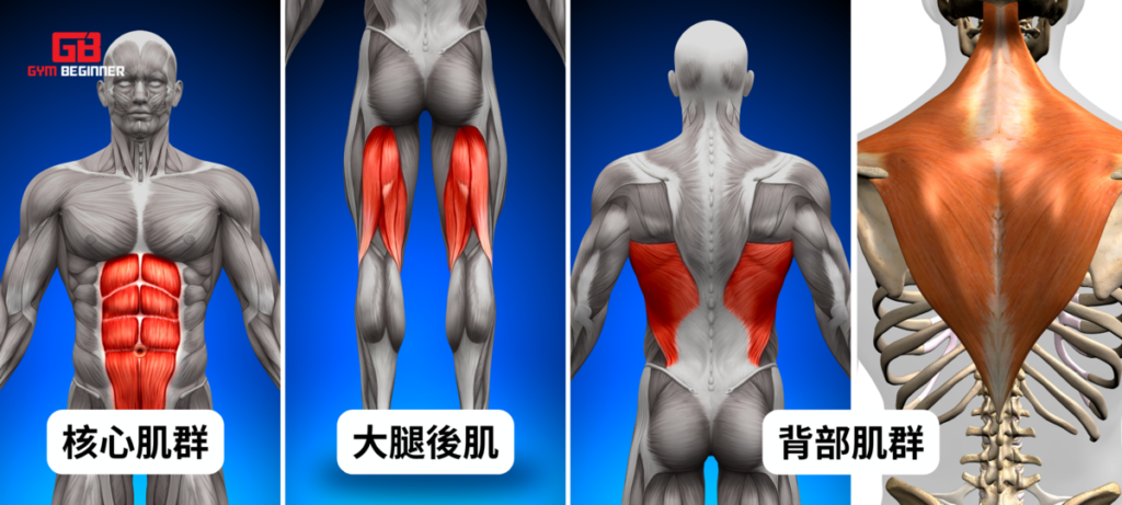 穩定肌肉-核心肌群-深蹲肌肉