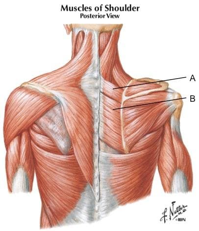 肩胛動作-小菱形肌-大菱形肌