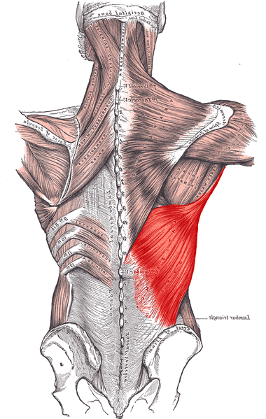 肩伸展 -shoulder extension-背闊肌
