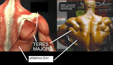 肩伸展 -shoulder extension-大圓肌