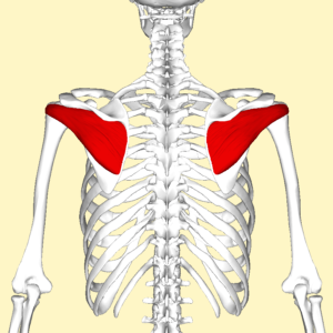 肩水平外展-Shoulder Horizontal Abduction-小圓肌